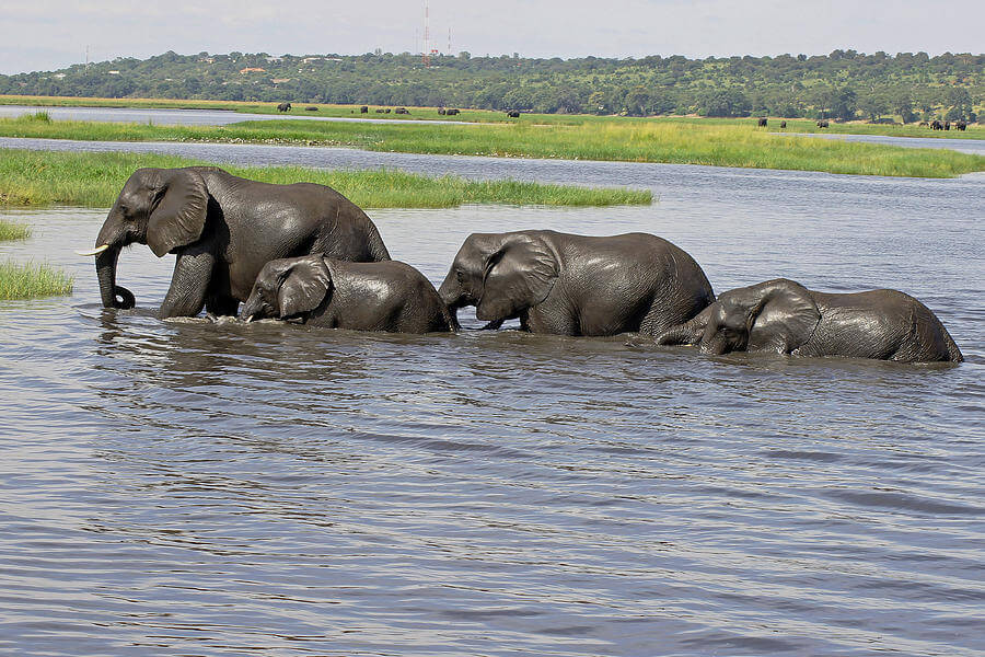 african safari: Chobe National Park