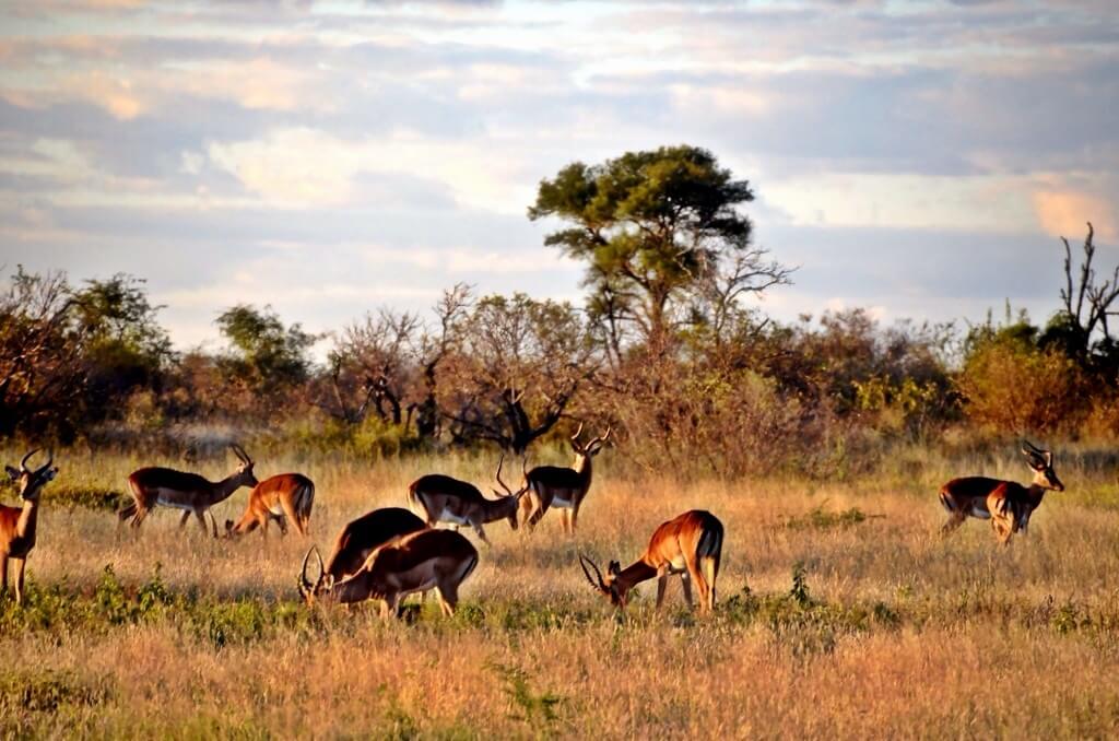 african safari: The Kruger National Park