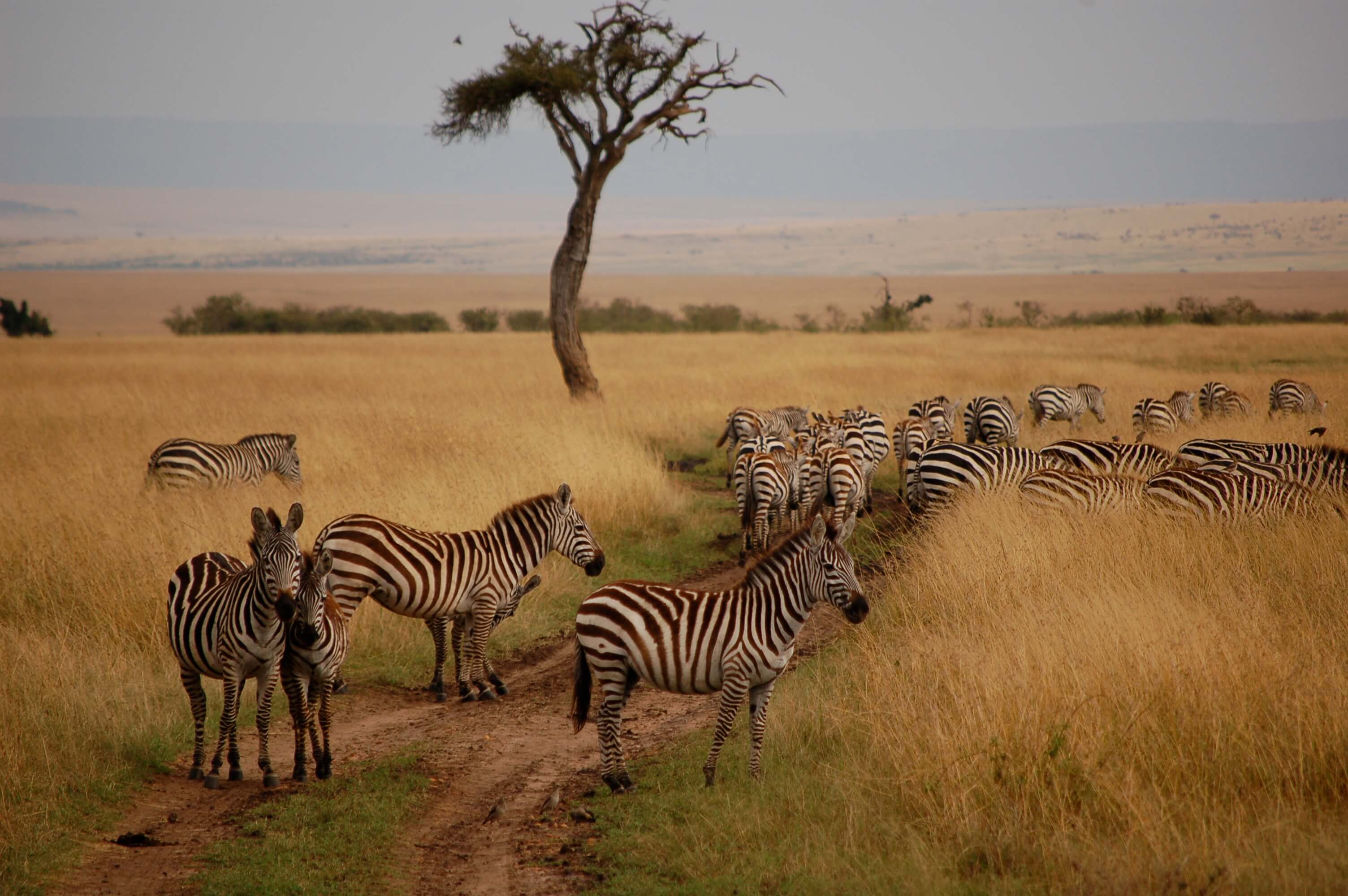 Maasai Mara National Reserve : places of kenya