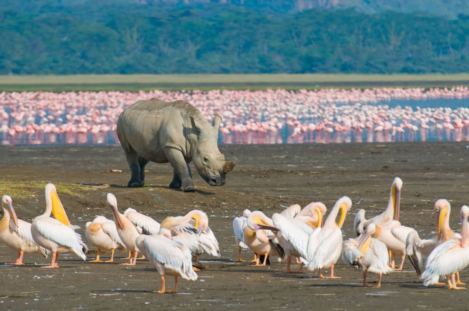 Amboseli National Reserve : places of kenya