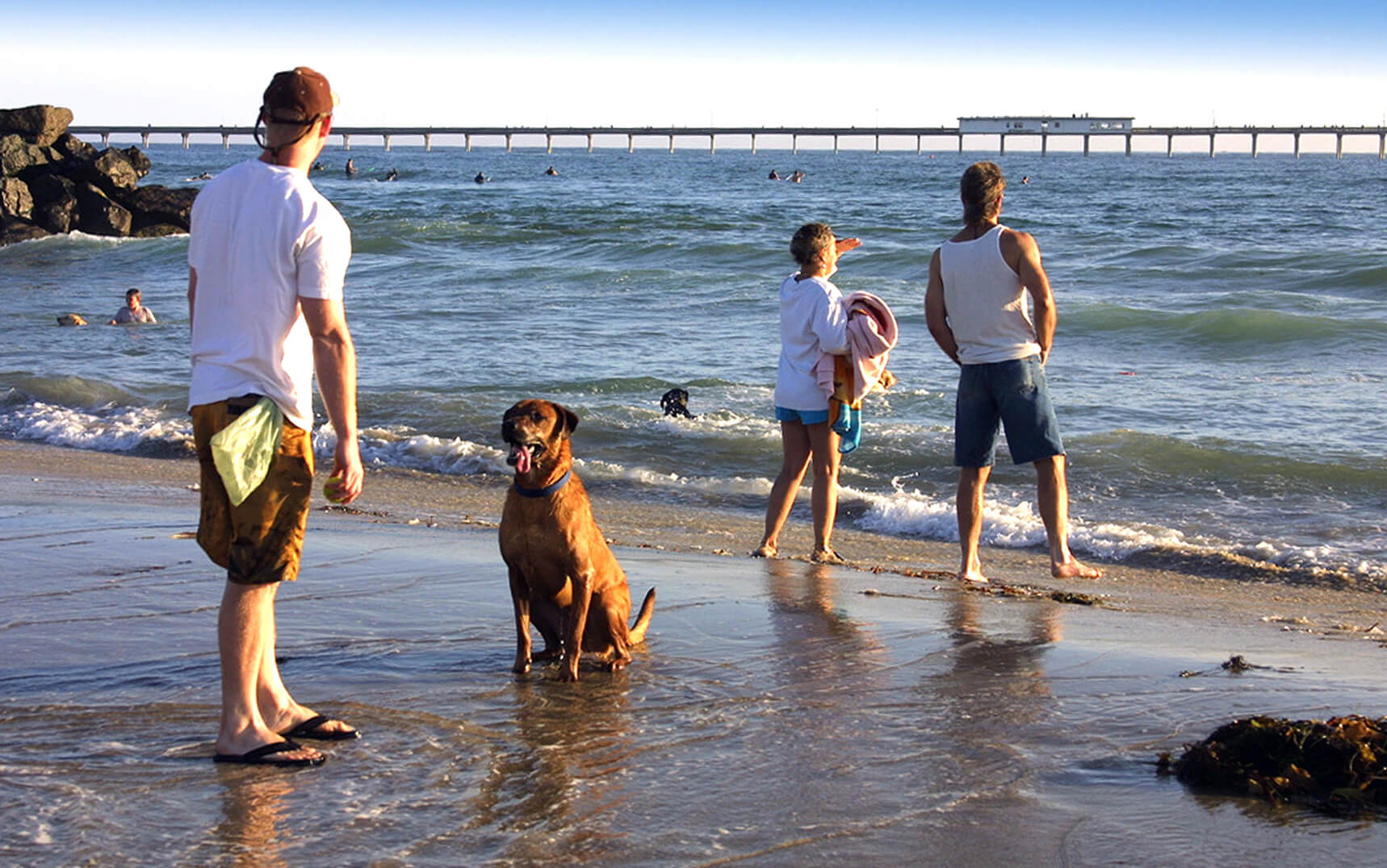 Dog Beach, San Diego: california beaches