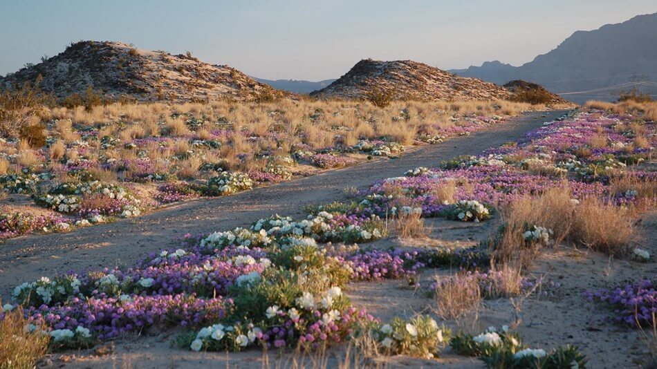 Mojave National Preserve: los angeles desert