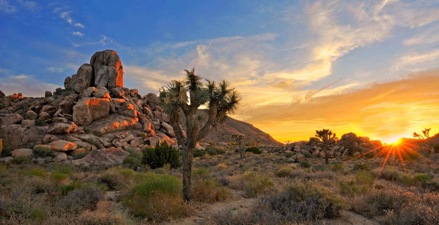Joshua Tree National Park: los angeles desert