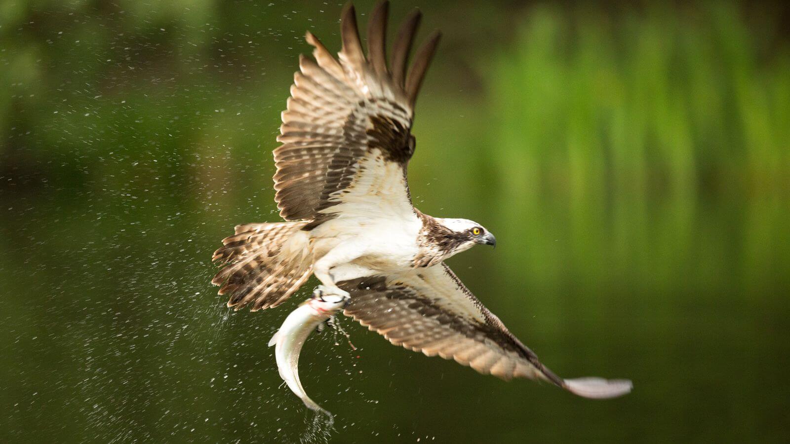 Wildlife Photography: Essential Guide To Capture The Beauty Of Wildlife