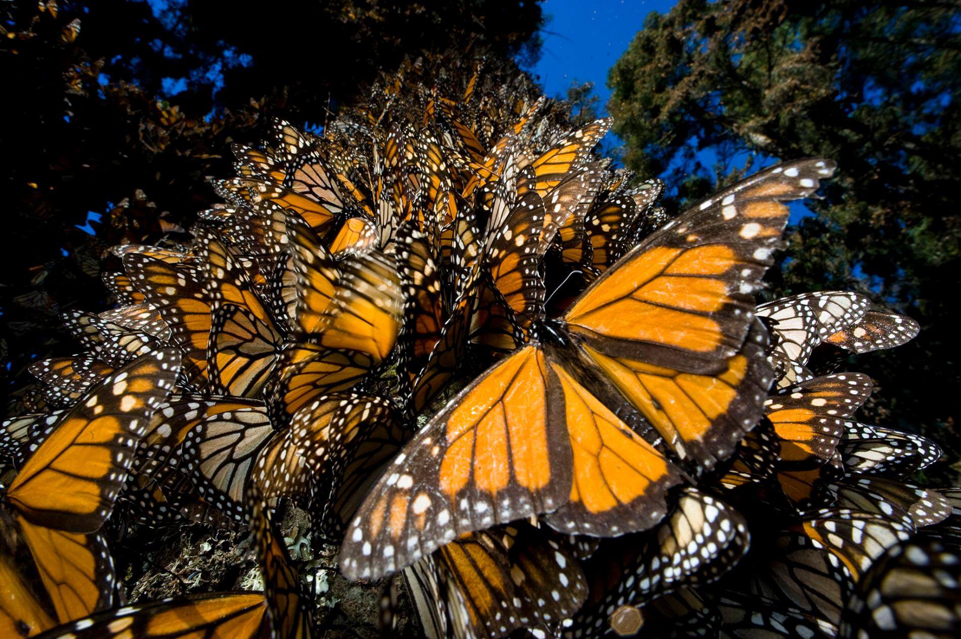 tourist places in mexico: Monarch Butterfly Migration