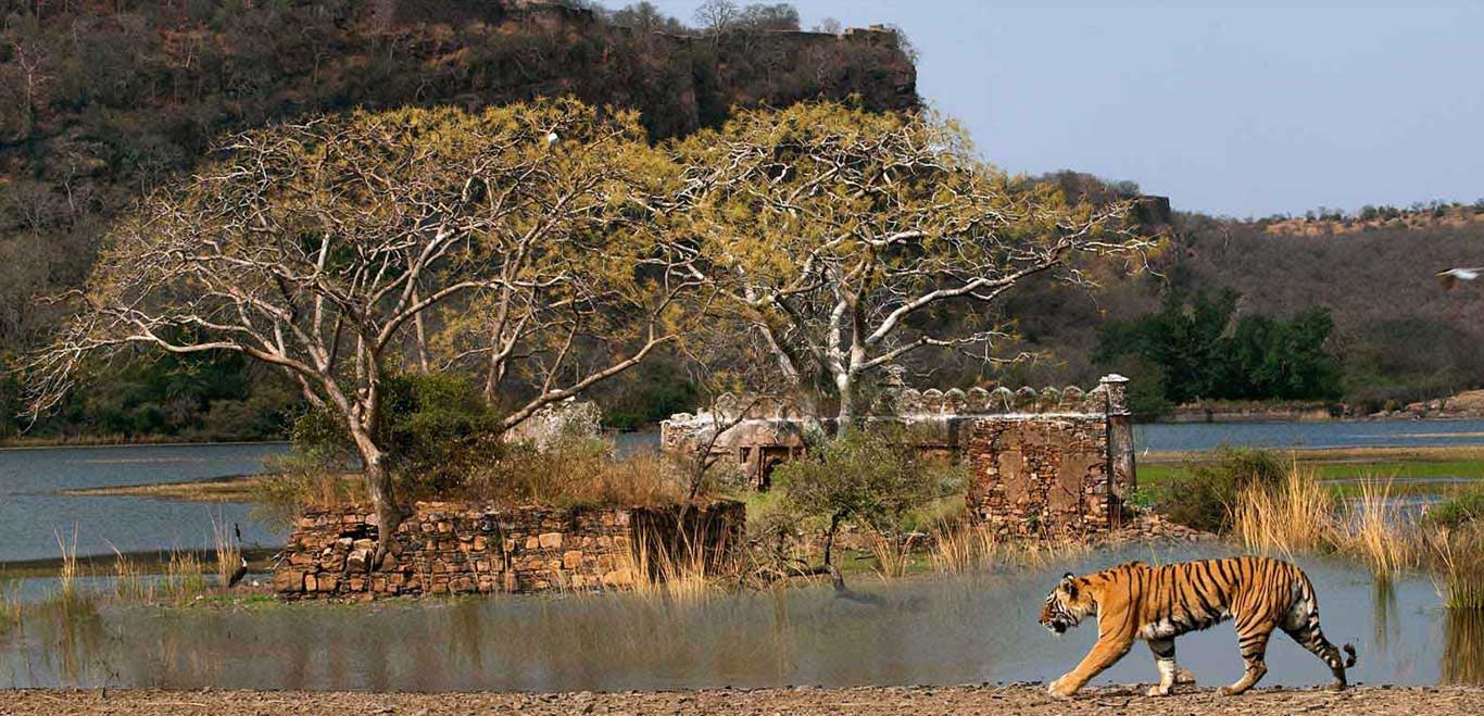 Places to visit in March in India: Ranthambore National Park