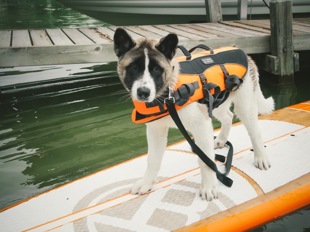 Bringing Your Dog For Paddle Boarding: Keep Your Pup Comfortable