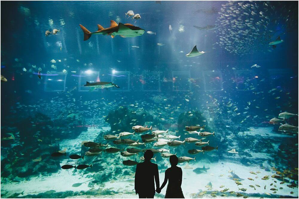 Things To Do In Singapore For Couples: S.E.A Aquarium