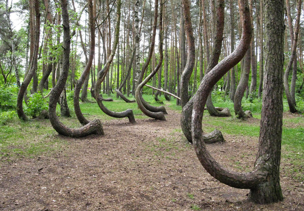 Unknown Places In The World: Crooked Forest in Poland