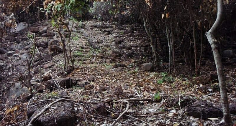 stairs in the woods