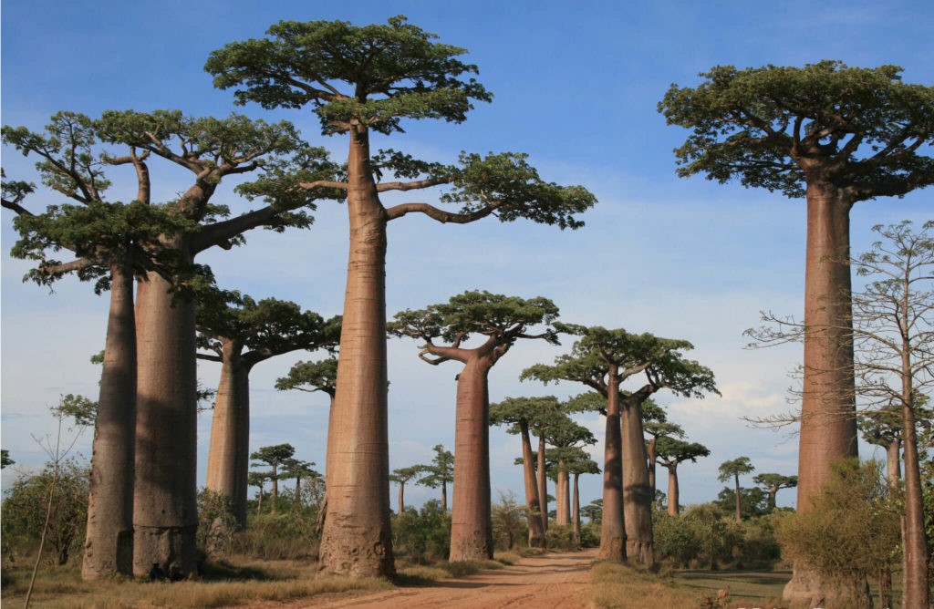 weird looking trees: Baobab Tree