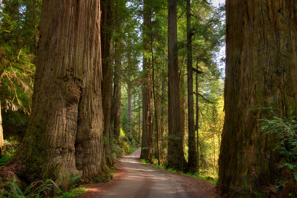 National Parks in California