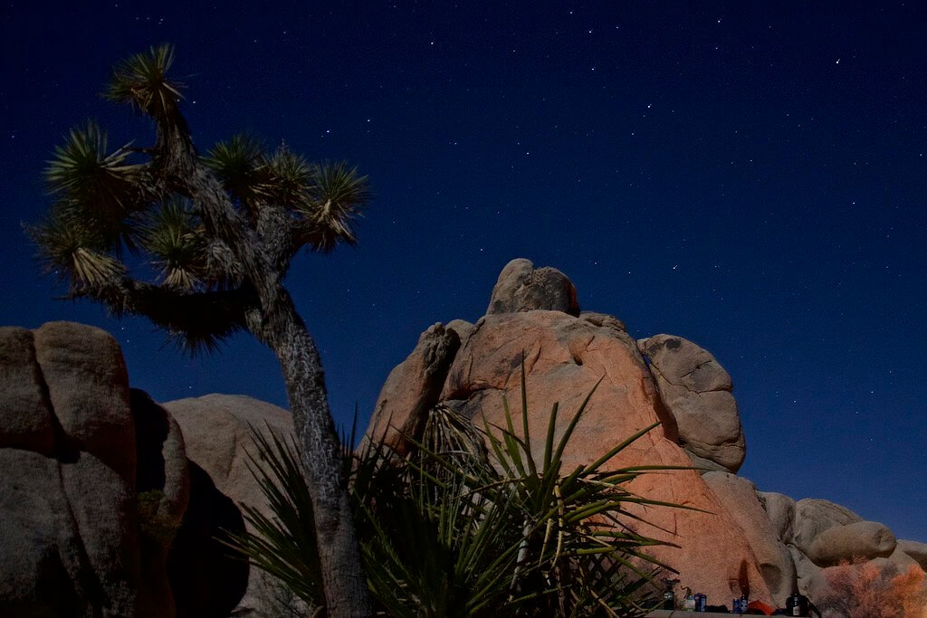 Joshua Tree