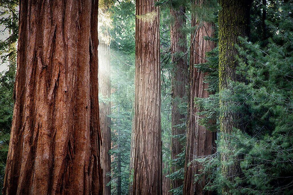 Sequoia and Kings Canyon