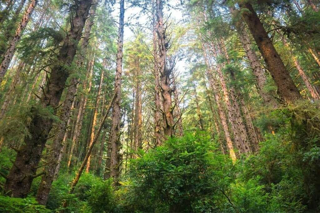 Redwood California National Parks