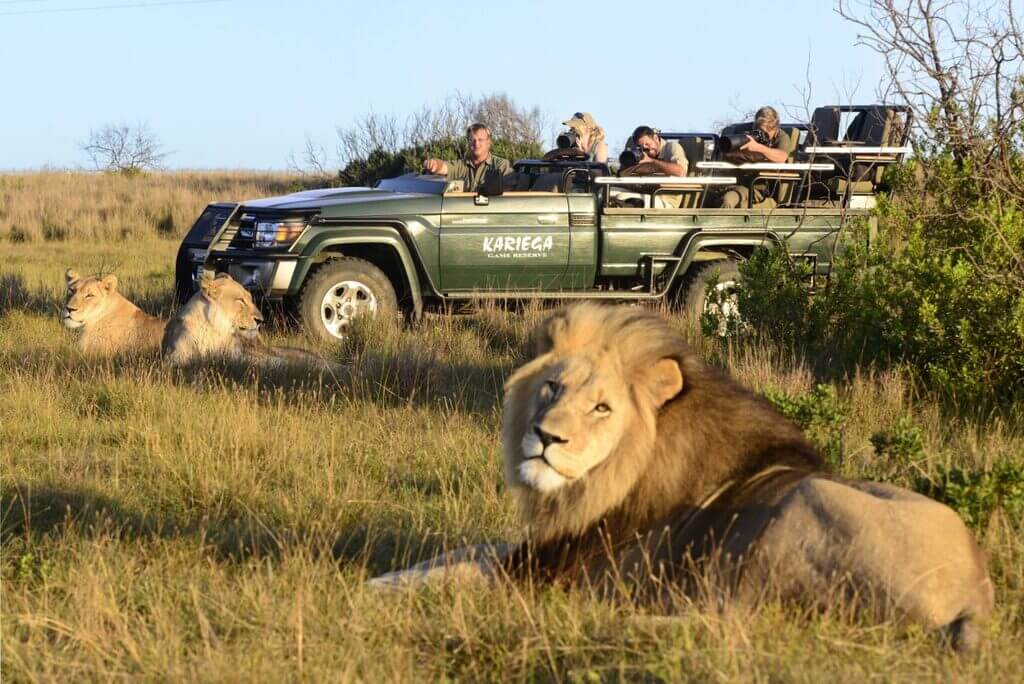 A Safari in South Africa