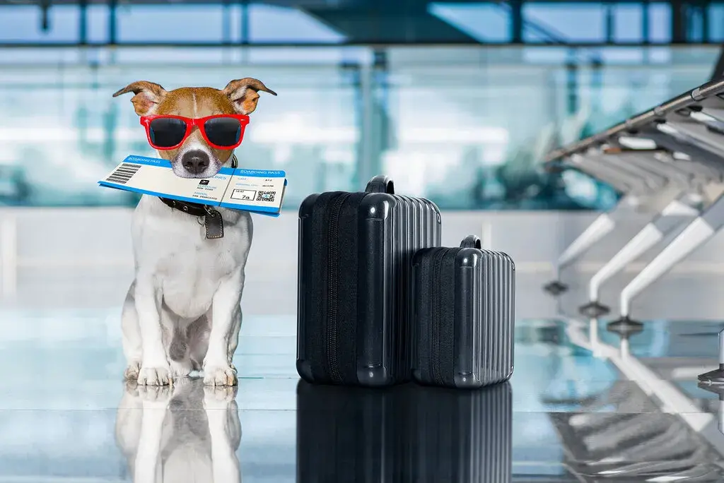 Traveling with Pets