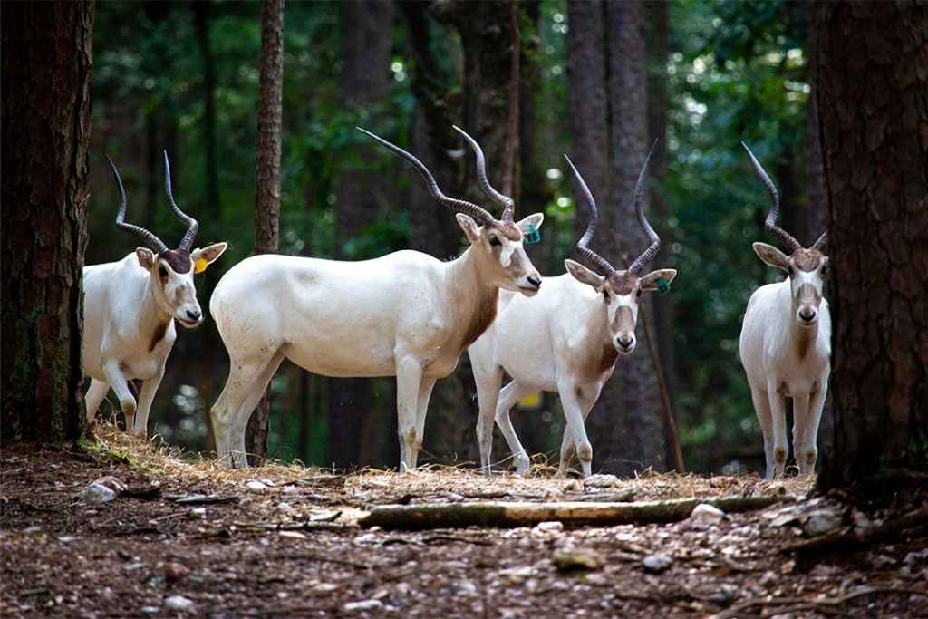 Beavers Bend Safari Park