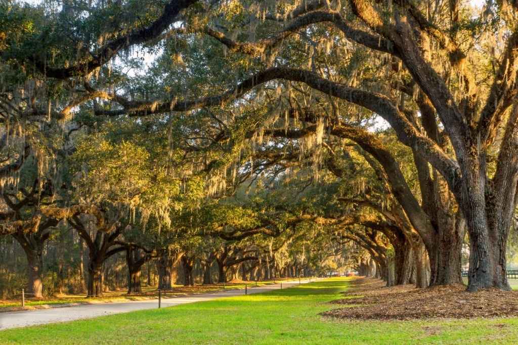 Boone Hall Plantation & Gardens charleston 