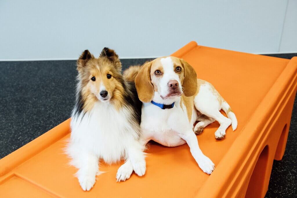 Two Dogs: Dog friendly hotels in US