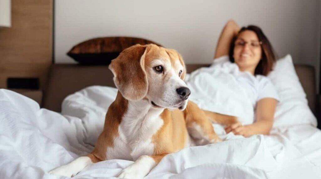 Dog friendly hotels in US