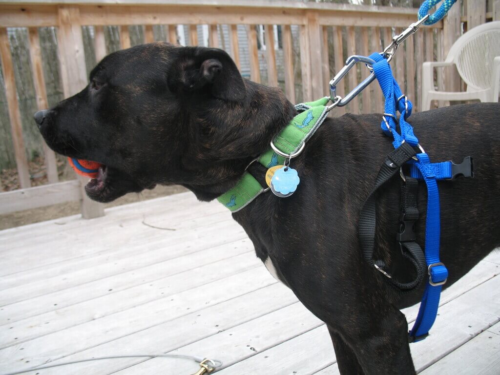 Collar, Harness, and Leash for Pets