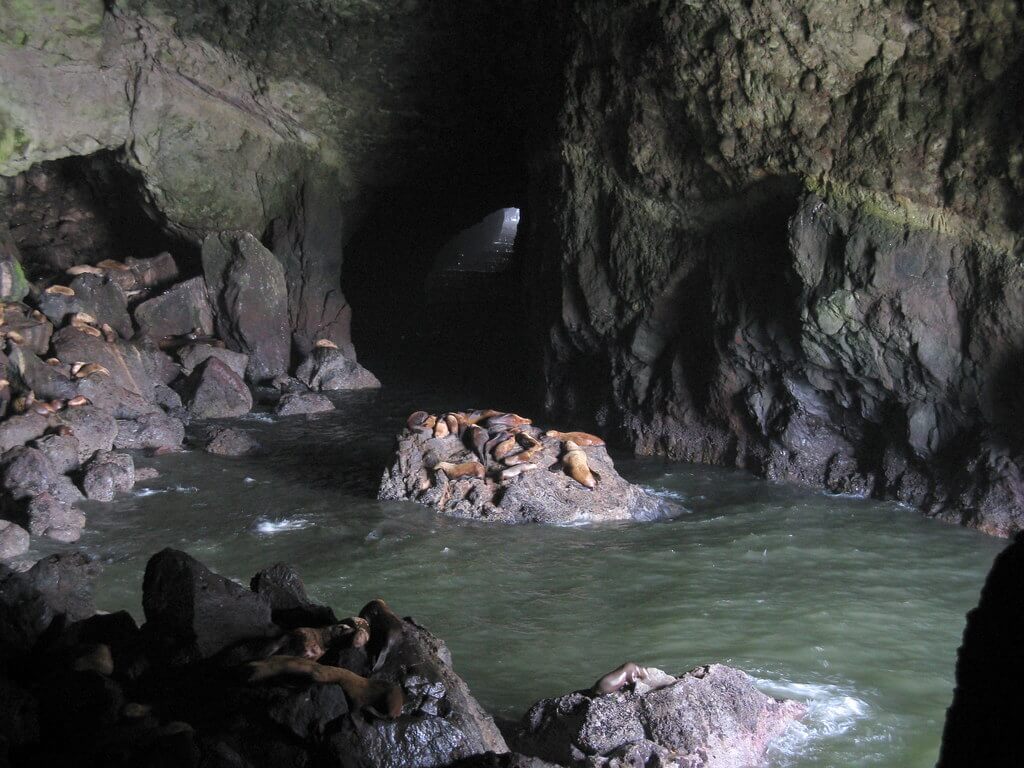 Sea Lion Caves: Things to do in Oregon