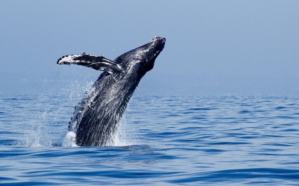 Whale Watching: Water Activities and Sports