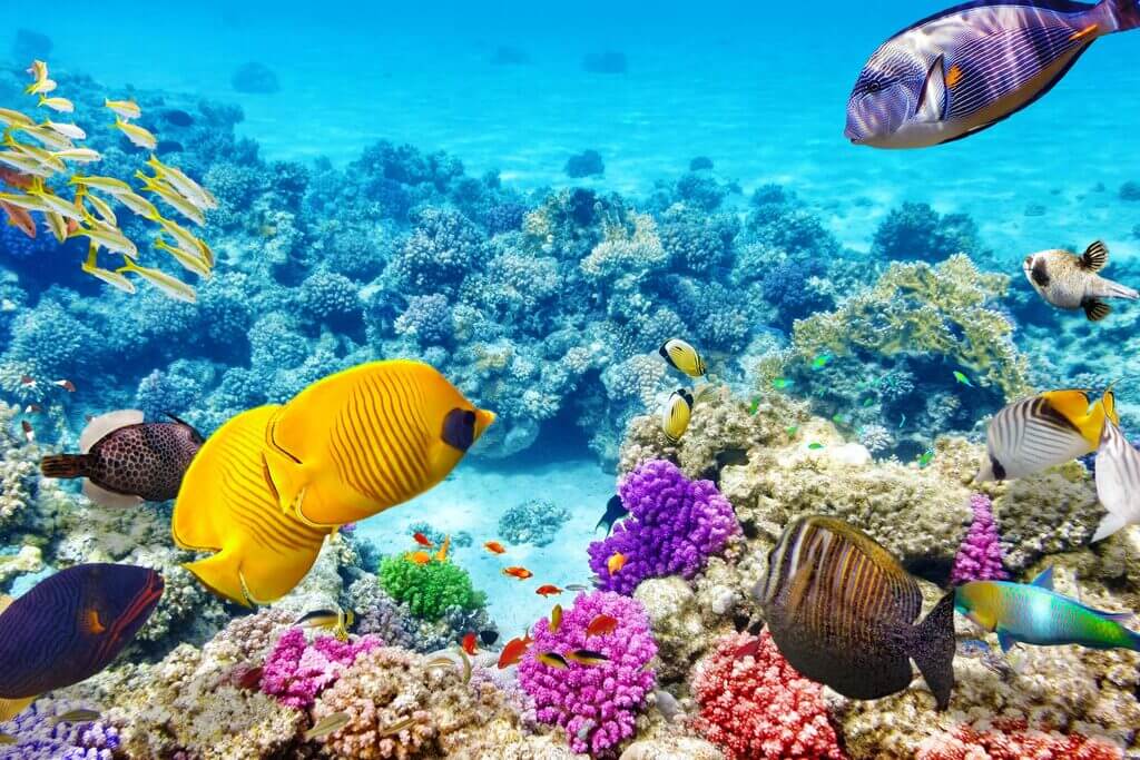The Great Barrier Reef: beautiful places in Australia