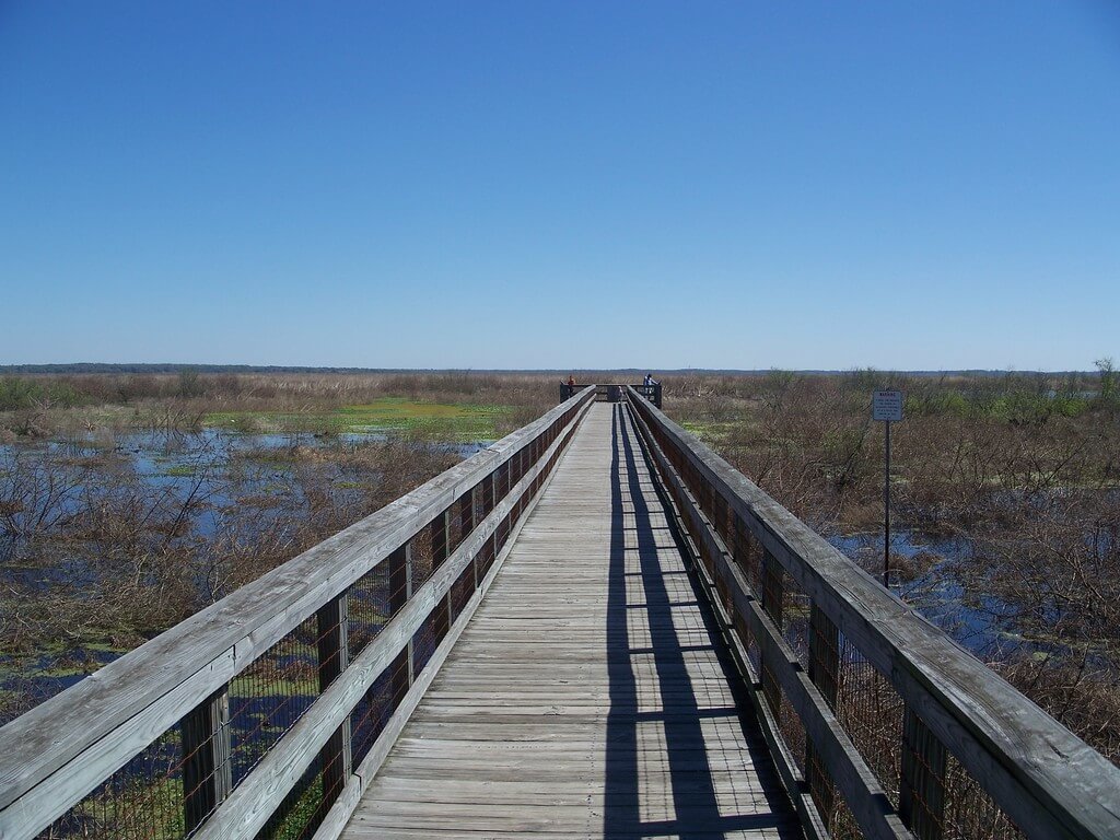 Paynes Prairie, Gainesville: best things to do in gainesville