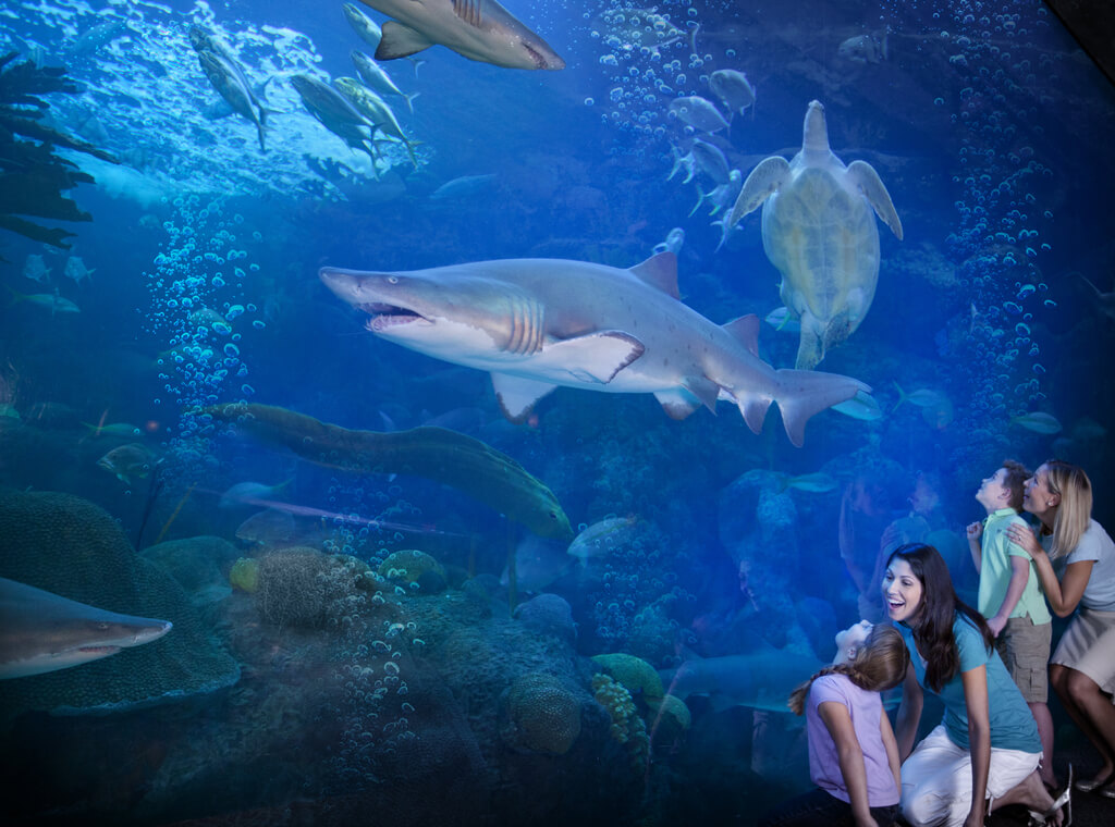 fun things to do in tampa: Florida Aquarium