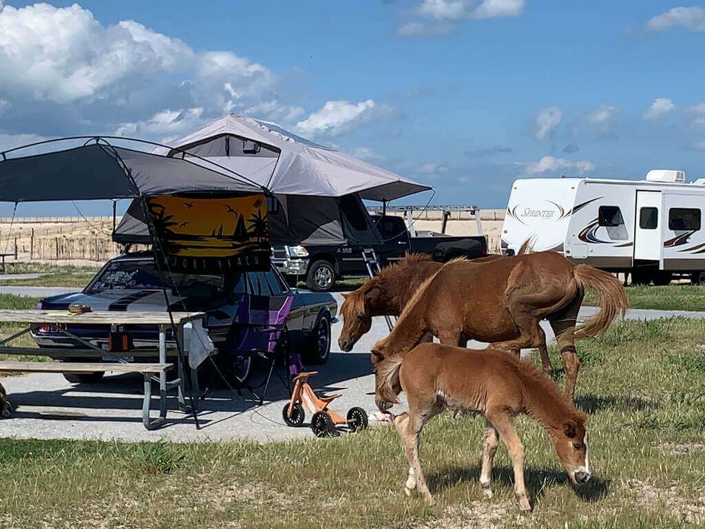 Assateague Island National Seashore, Maryland: places for camping