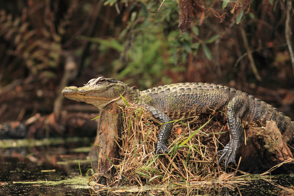 places to visit in Georgia: Okefenokee Swamp | Gator