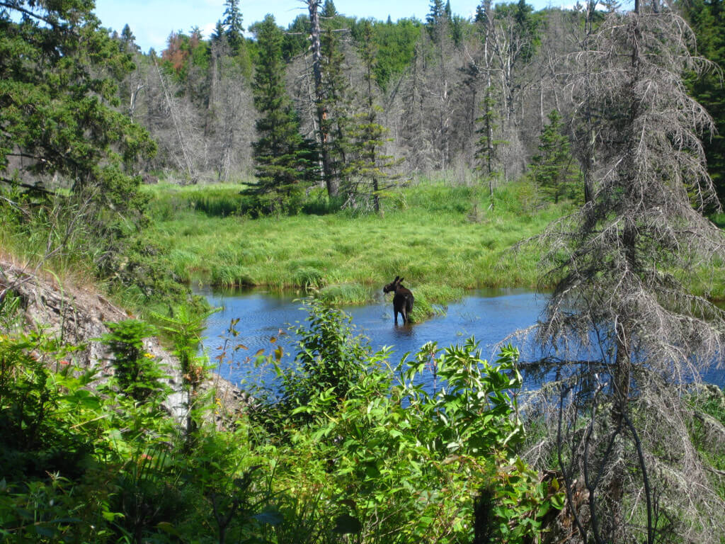 Isle Royale National Park: places to visit in michigan