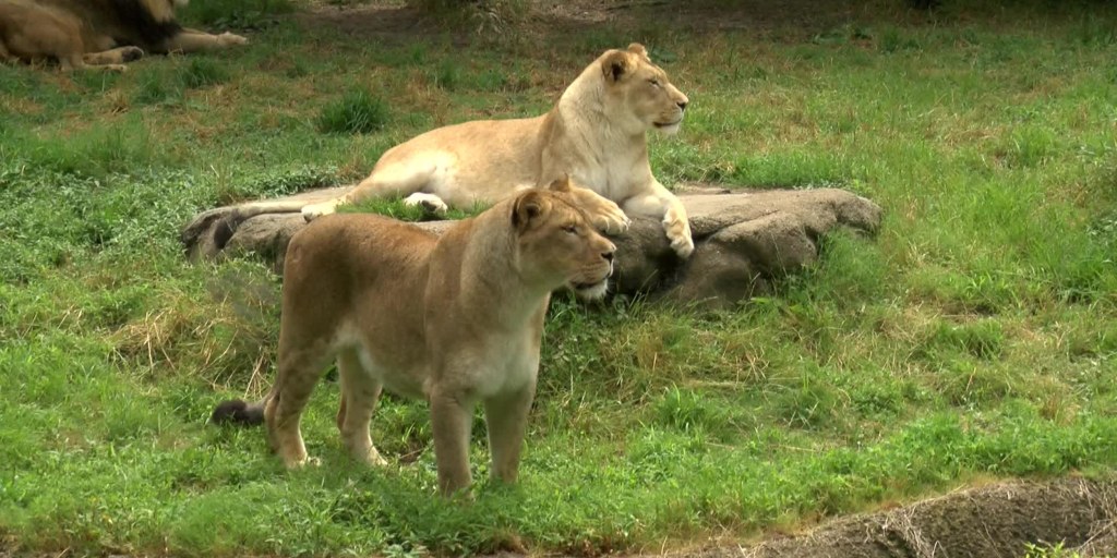 things to do in Memphis TN: Memphis Zoo | Lions