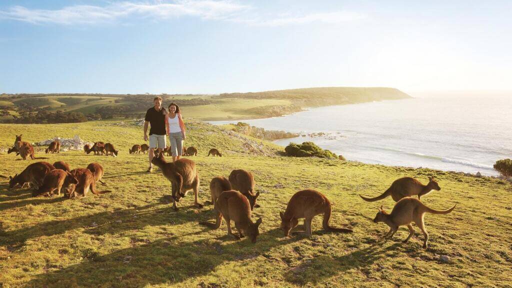 Kangaroo Island: the best place to visit in Australia