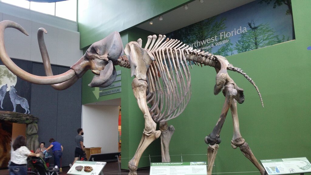 Florida Museum of Natural History: things to do in Gainesville