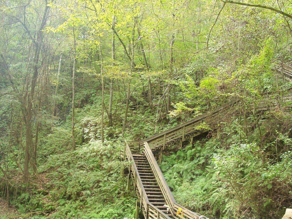 Devil’s Millhopper Geological State Park: things to do in Gainesville