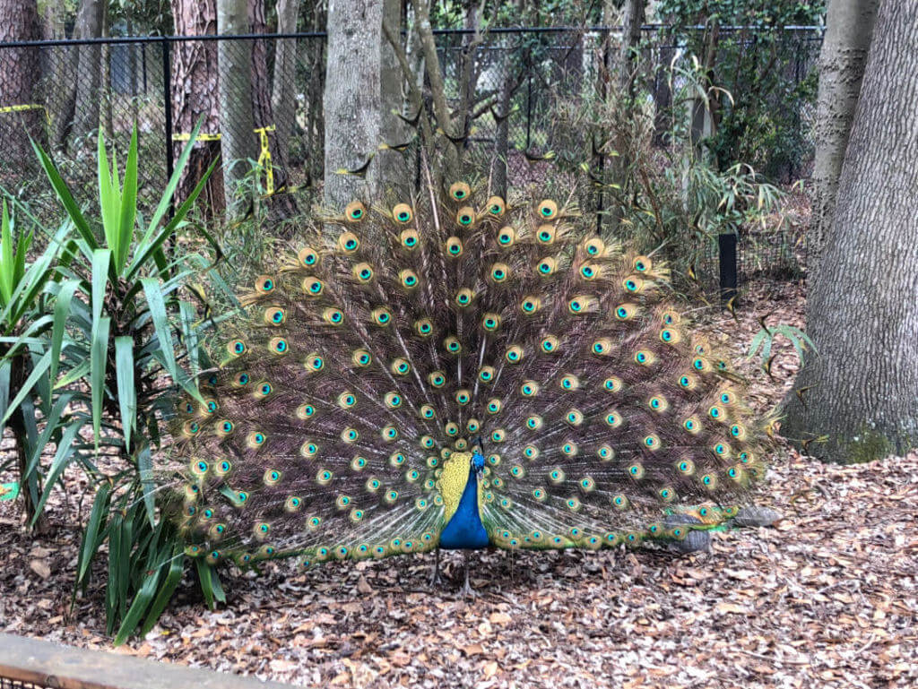 Peacock in Santa Fe College Teaching Zoo: things to do in Gainesville