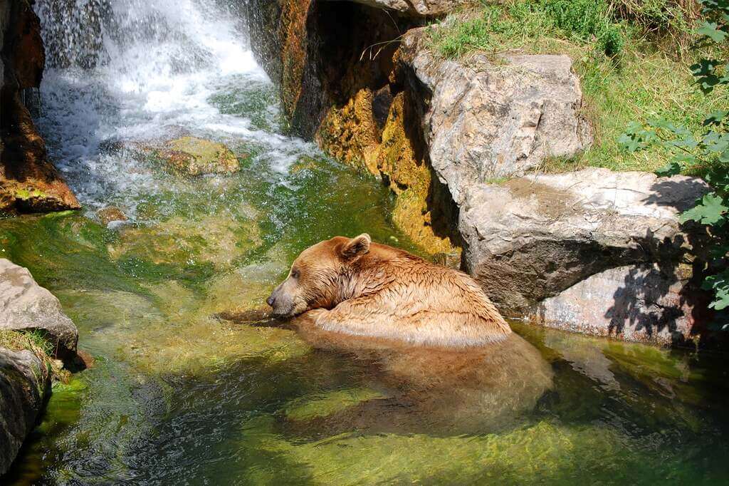 Big Bear Alpine Zoo: things to do in big bear