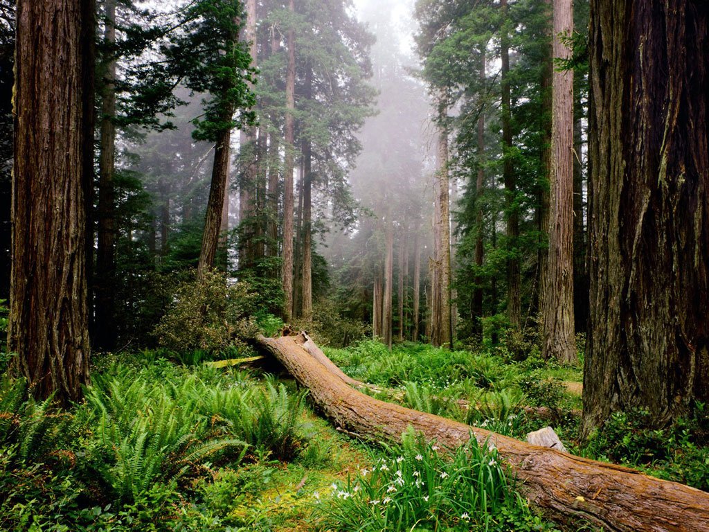 things to do in california: Redwood National Park