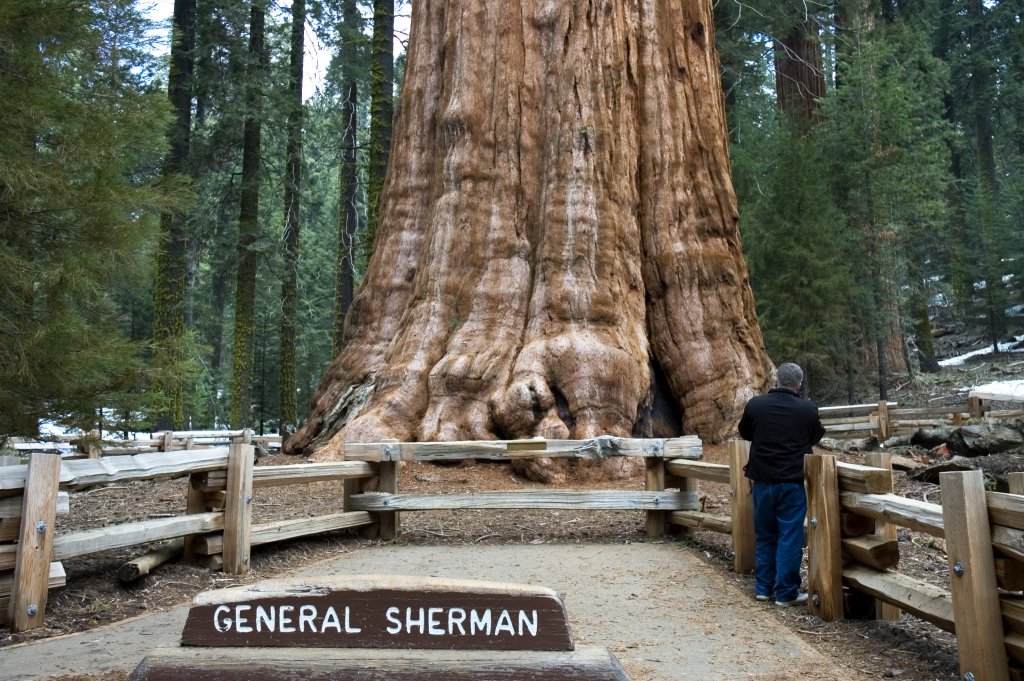 things to do in California: General Sherman