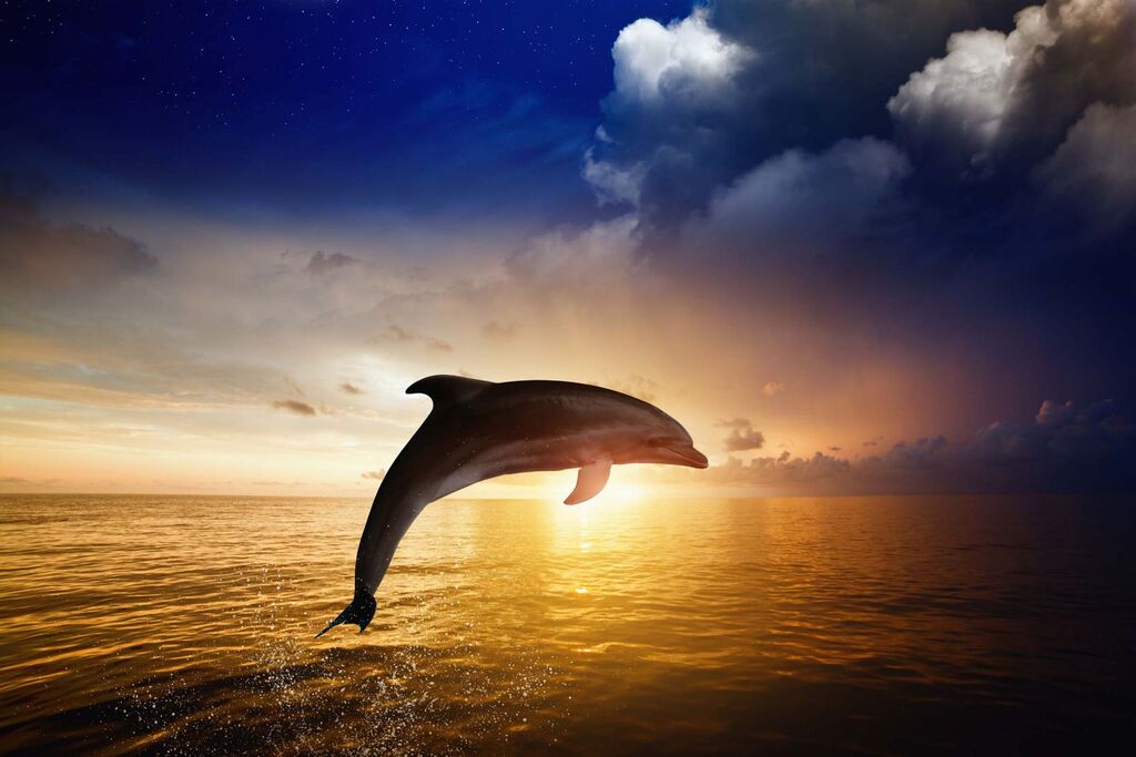 things to do in destin florida: Dolphin Sunset Cruise