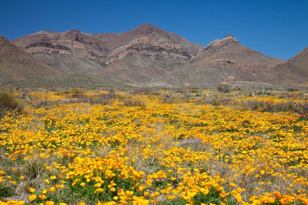 Franklin Mountains State Park: things to do in el paso texas