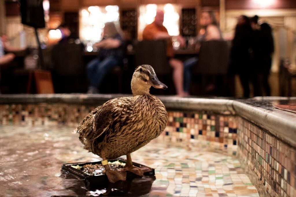 things to do in Memphis TN: The Peabody Ducks