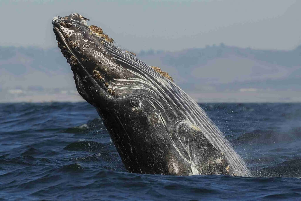 things to do in Monterey CA: Whale Watching Tour