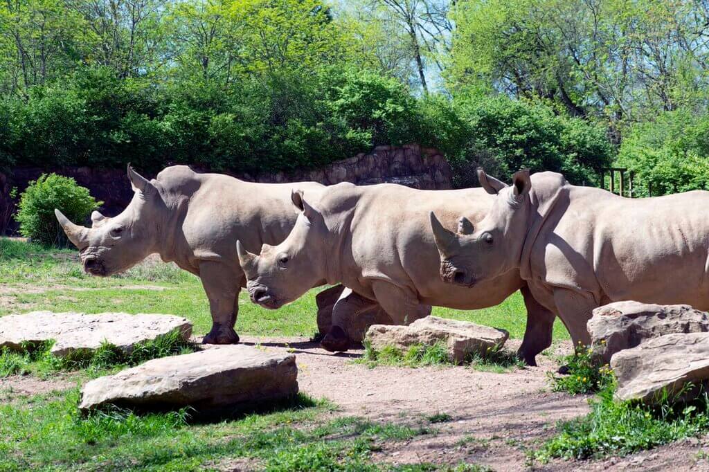 things to do in Nashville TN: Nashville Zoo | Rhinos