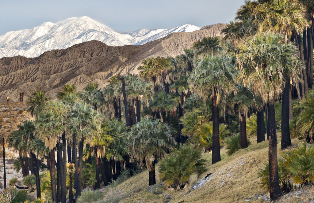 Coachella Valley Preserve