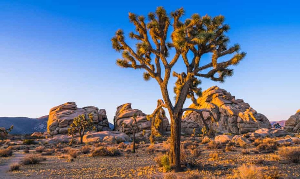 things to do in palm springs CA: Joshua National Park