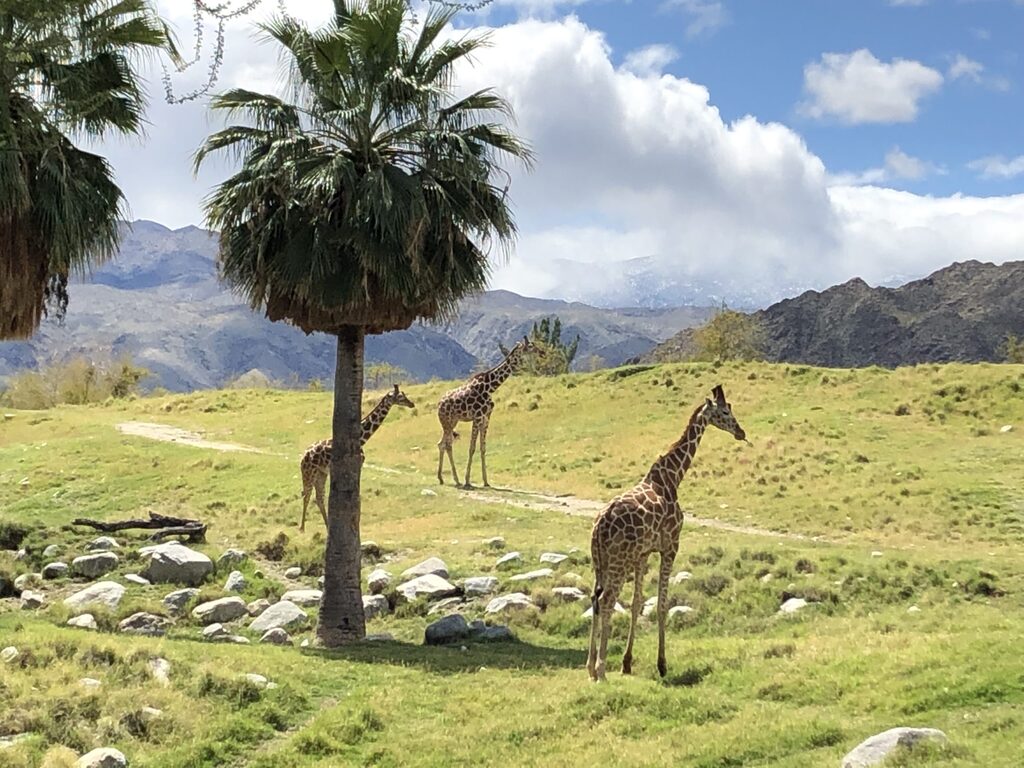 Living Desert Zoo